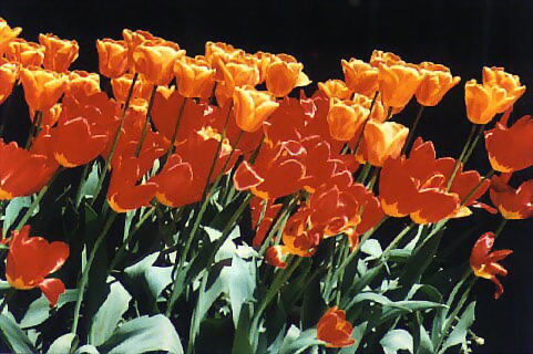Tulips