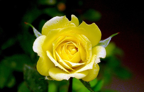 Yellow rose