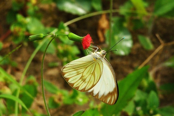 Just Miss Butterfly!