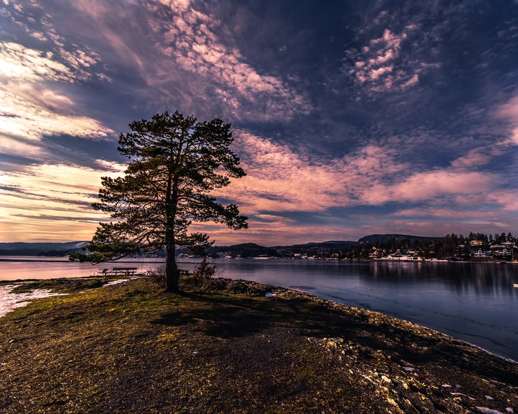 Tree at the end of island