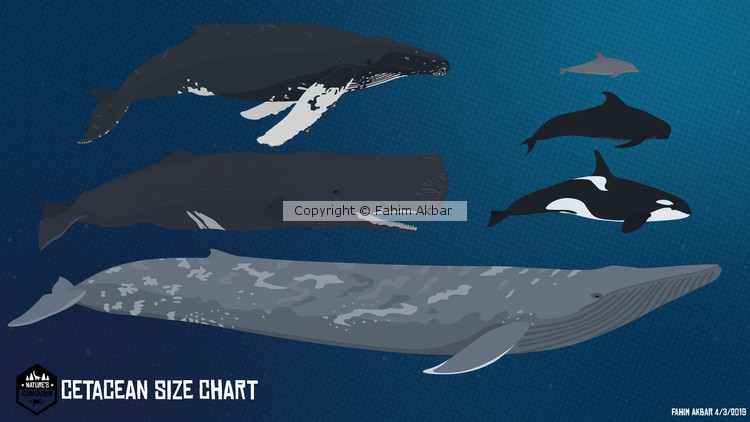 Nature's Compendium: Cetacean Size Chart