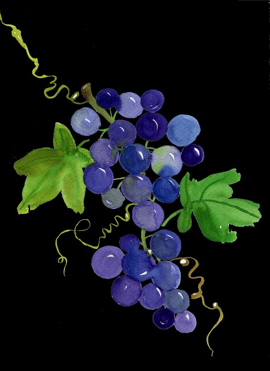 Purple Grapes Fruit Watercolor