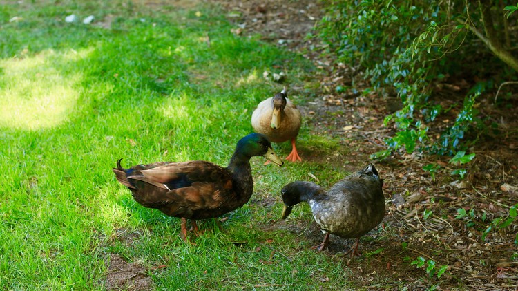 Ducks about to drop a Christian Rock Album.