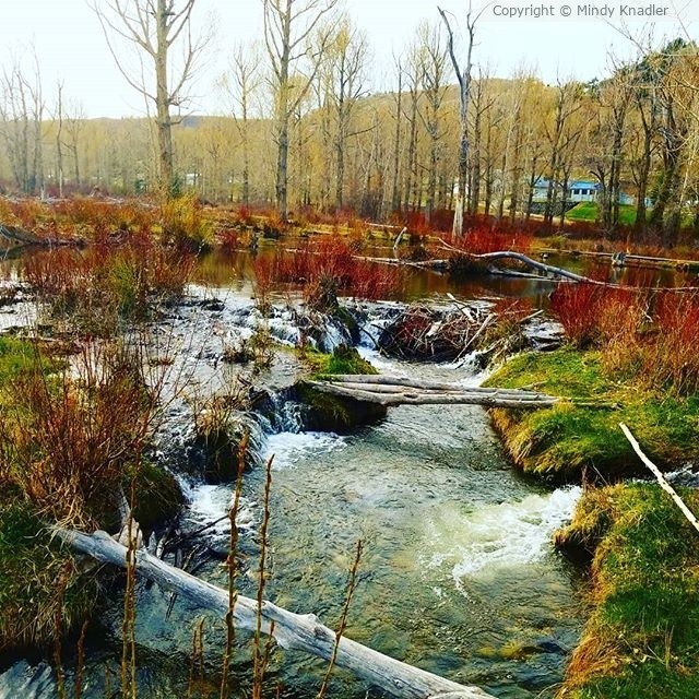 pond