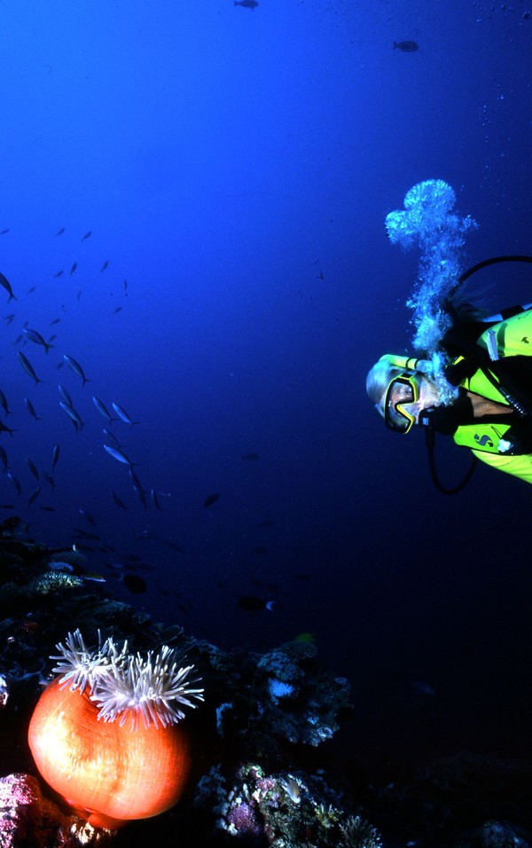 Diver & Anemone