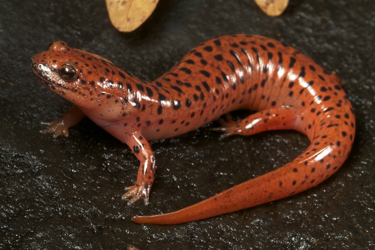 Salamander