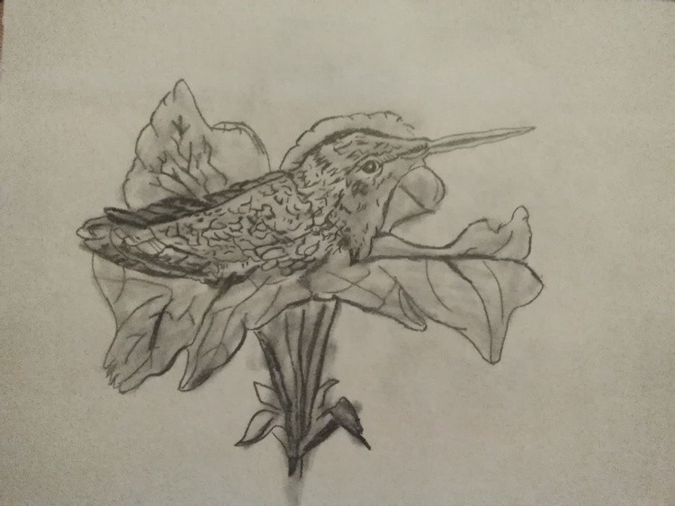 Humming bird resting in flower sketch