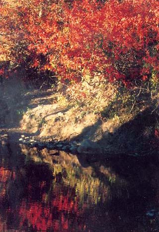 Pleasant Reflections