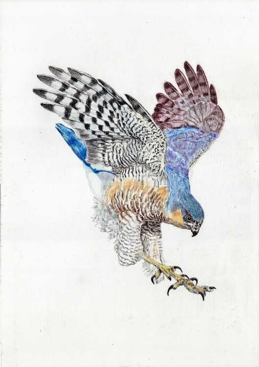 American Kestrel