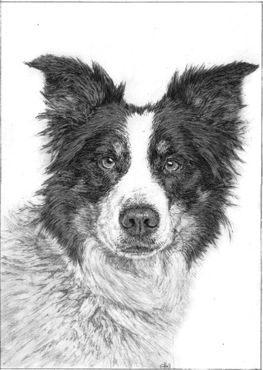 Border Collie
