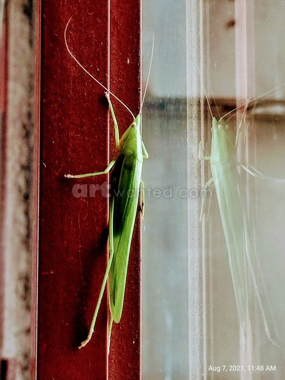 Tettigonia viridissima.The great green bush-cricket.