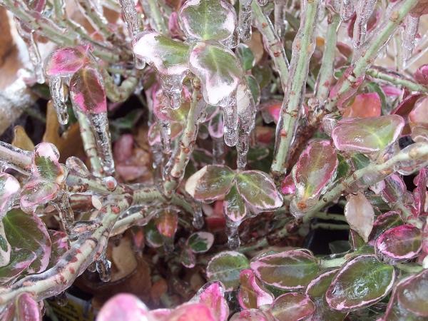 Ice1