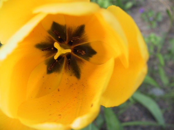 yellow flower