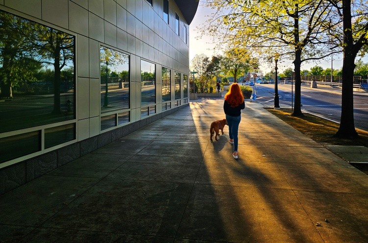 Person Walking Their Dog