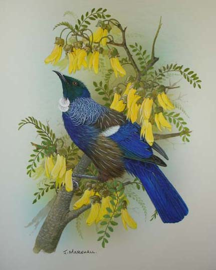 New Zealand Tui on kowhai blossom