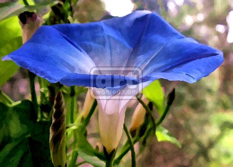Morning Glory