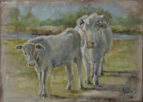 2 cows dunes renesse IV