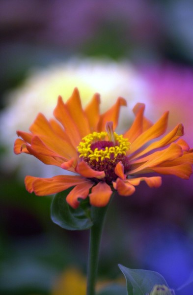SUNBURST