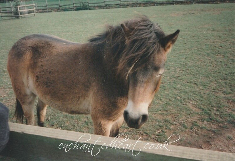 Pony