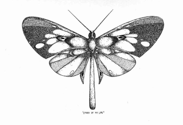 butterfly