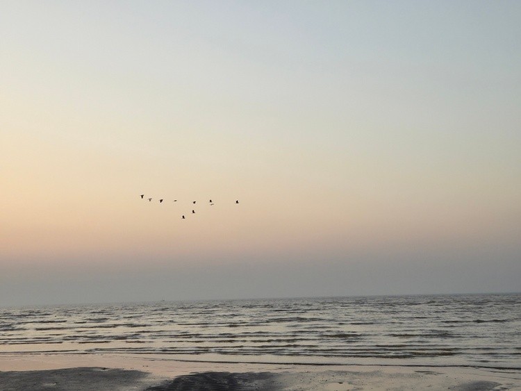 Birds in the sky