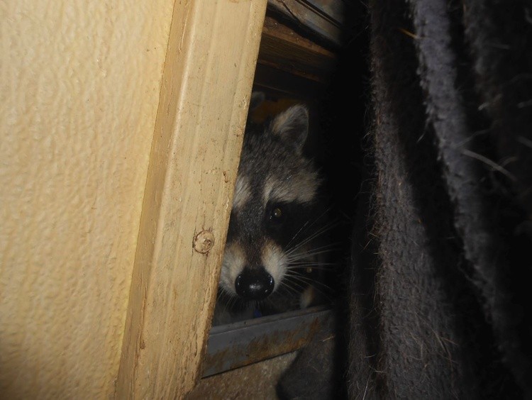 racoon cutie