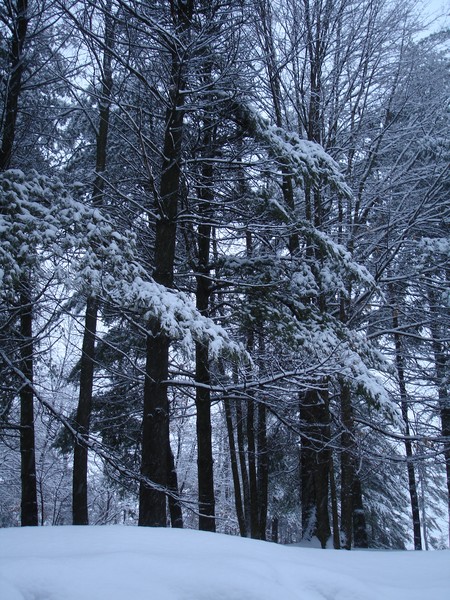 Cross Creek Parkway Winter
