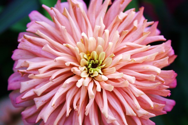 Revenge of the Anemones: Part 3