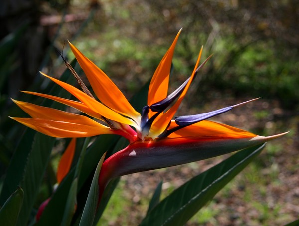 Bird-of-Paradise