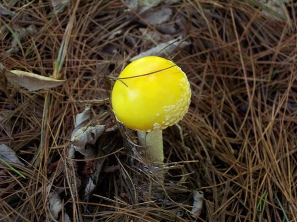 Little Yellow Mushroom