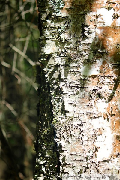 Birch Tree