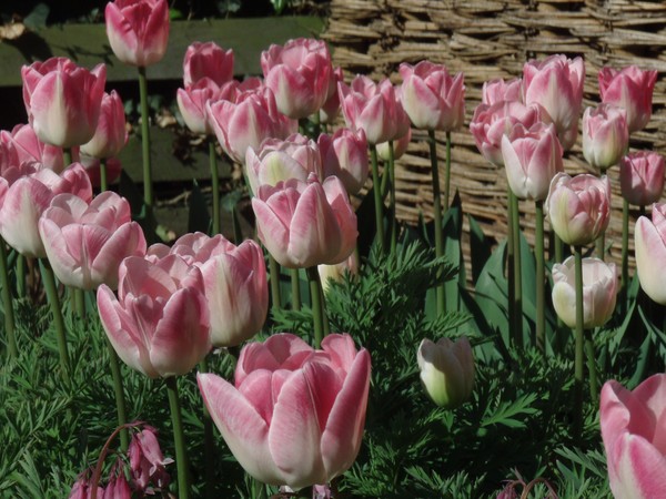 Tulips next day