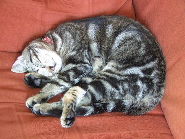 Clevedon Cosmo sleeps in comfort
