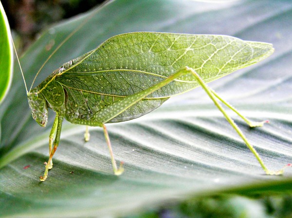 Leaf Bug