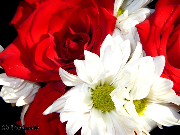 Roses for Sue
