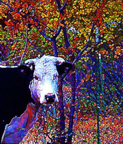 Cow Portrait