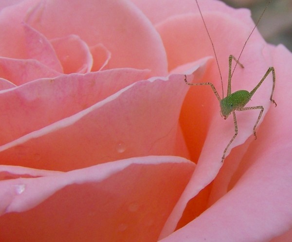 Rose Climber