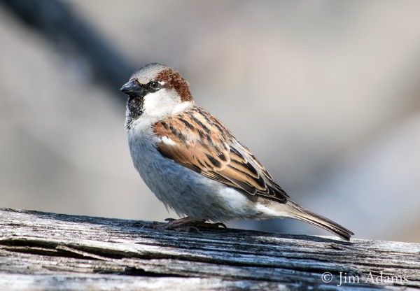Sparrow