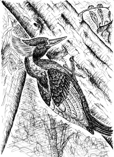woodpecker