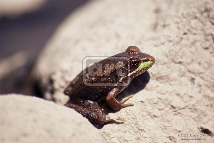 Green Frog P6690