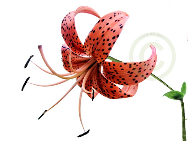 Tiger Lily