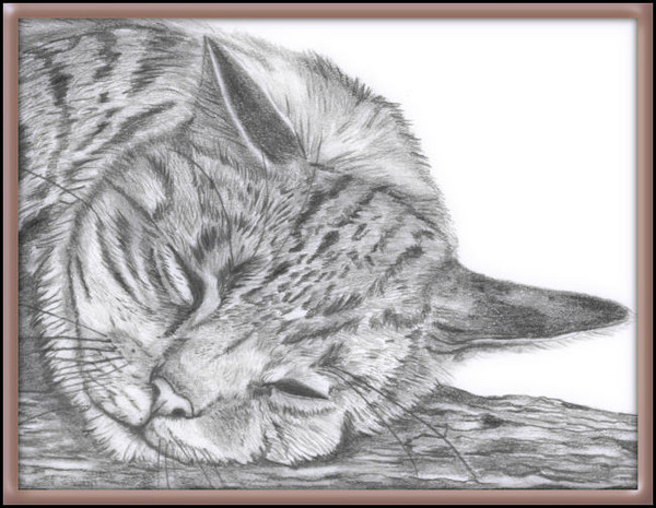 Catnapping