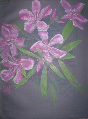 Pink Oleanders