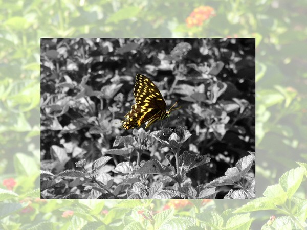 Swallowtail Faded