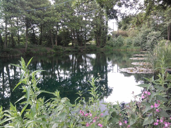 Fishpond 3