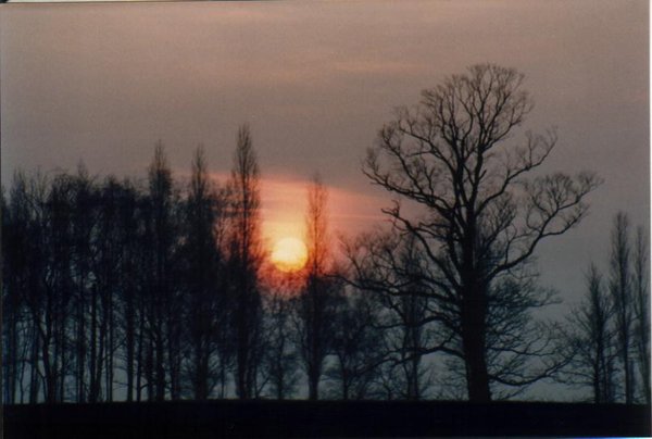 Through the trees..