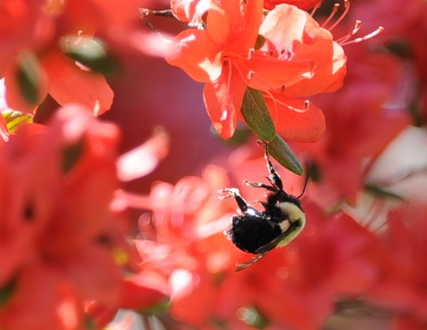 Bee on Azalwas