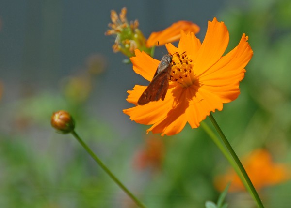 Cosmos with Moth