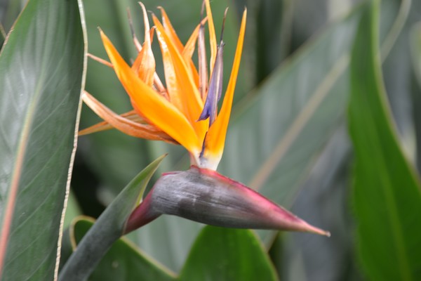 Bird of Paradise