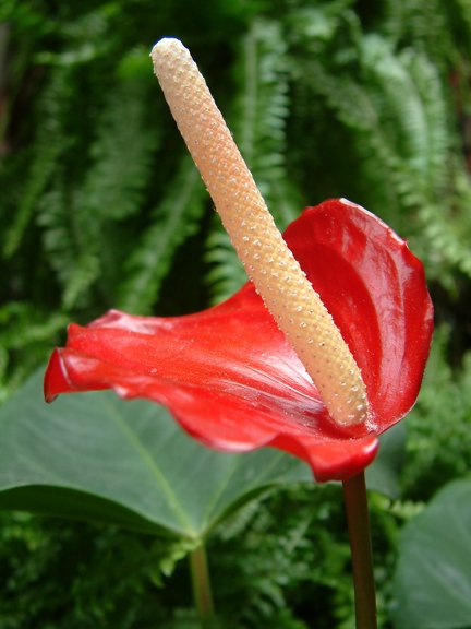 Flower?